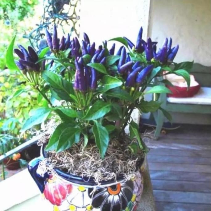 tanaman hias cabe ungu/ pohon cabe hias