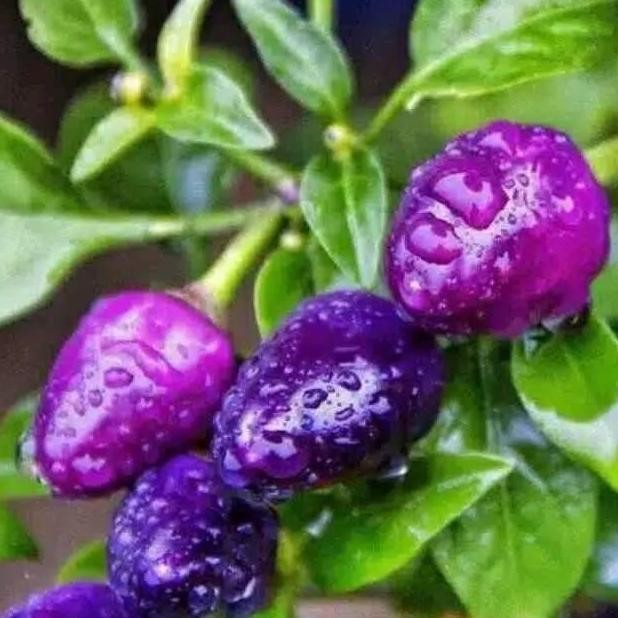 Tanaman cabe ungu cabe rit ungu