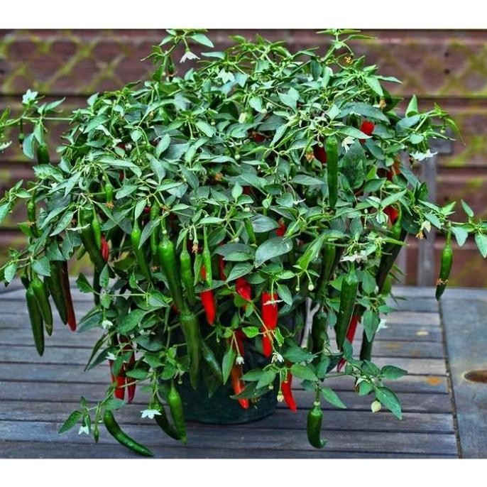 Bibit Tanaman Hidup CABE MERAH BESAR - Bibit Pohon Cabai Merah Dalam