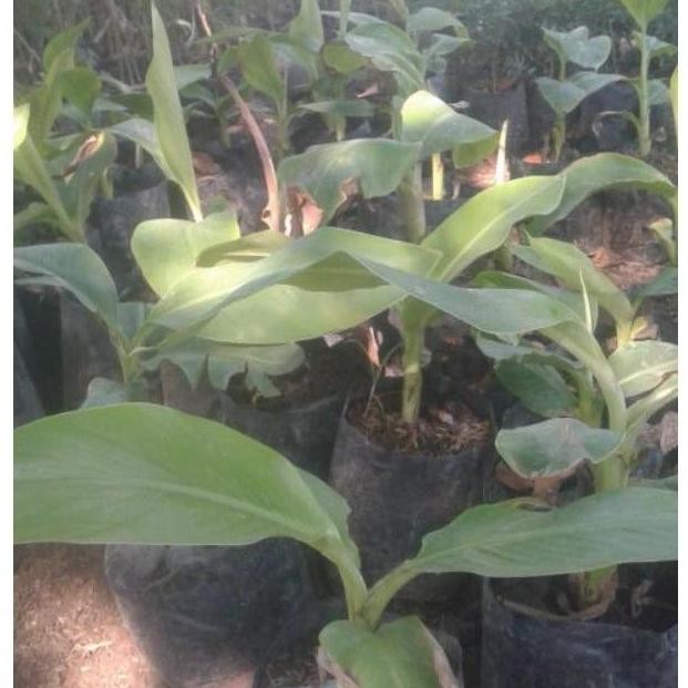 New Bibit Tanaman Tabulampot Pisang Mini Asli Mura Avv