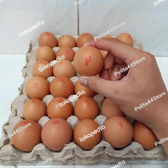 

Produk Baru!! Telur Ayam Omega 3 CHAMP 30 Butir Per Pack Fresh Berkualitas