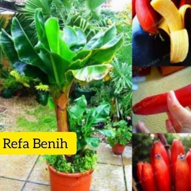 Bibit Pisang Mini Merah Langka / Pisang Merah / Bibit Unggul / Pisang ATV