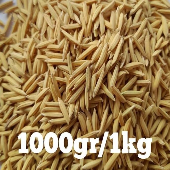 

Super Sale!, Terlaris!! Benih Padi Basmati 1Kg (Basmati/Baroma 1121) Best Seller