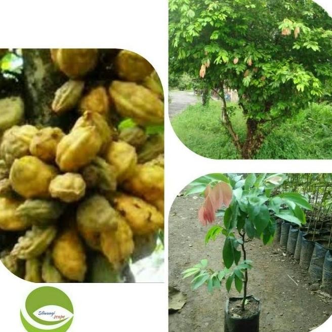 Bibit Tanaman Buah NamNam/Pohon Buah NamNam ATZ