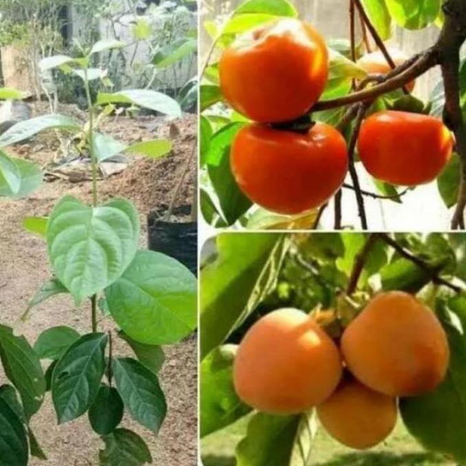 Bibit Tanaman Buah Kesemek Lokal Okulasi cepat berbuah ATZ