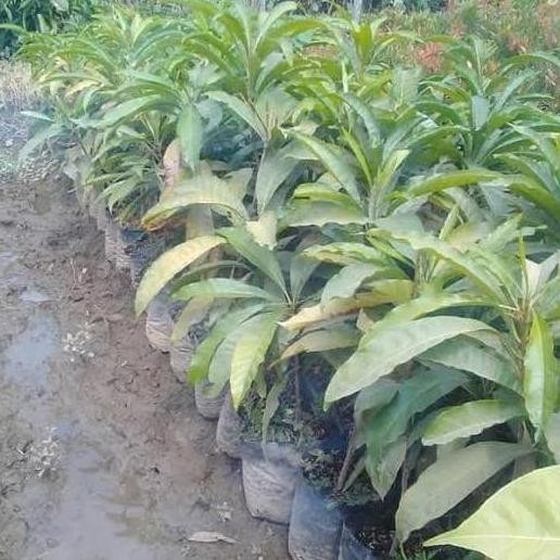 Pohon Alkesa-Bibit Pohon Buah Alkesa/So Mentega UNGGULAN