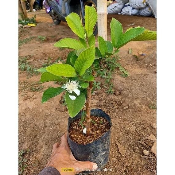 bibit pohon buah jambu kristal putih non biji siap tanam hasil cangkok