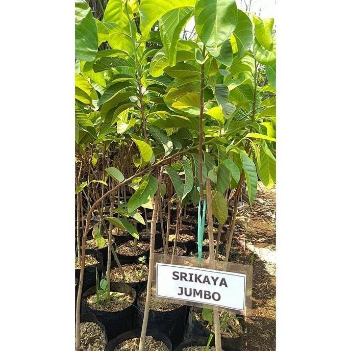 POHON srikaya jumbo bibit tanaman buah srikaya jumbo cepat