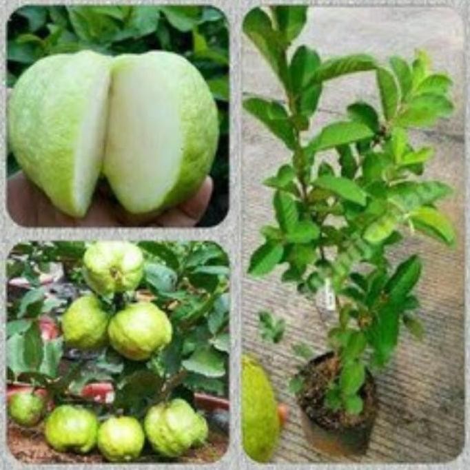 POHON bibit tanaman buah jambu kristal okulasi pohon dalam pot