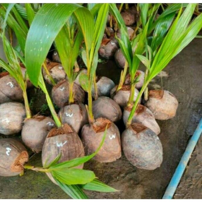 Bibit Tanaman Buah Cengkeh Zanzibar/Pohon Cengkeh Zanzibar