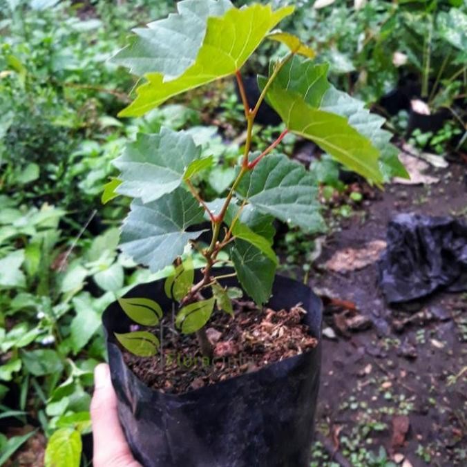 Bibit Pohon Anggur Merah/Buah Anggur Merah/