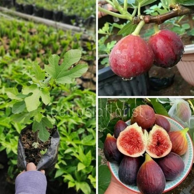 POHON Bibit Tanaman Buah Tin Ara Buah Merah Red Palestine