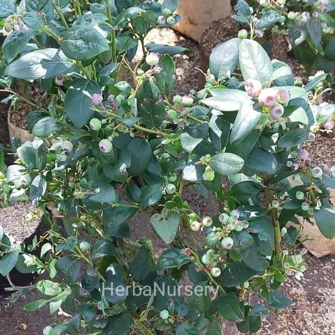 Ori Restock Bibit Pohon Blueberry - Pohon Buah Blueberry - Berbuah
