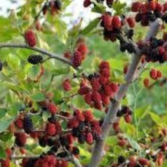 Bibit Tanaman Buah Murbei Pohon Murbei Bibit Arbei Bibit Murbei