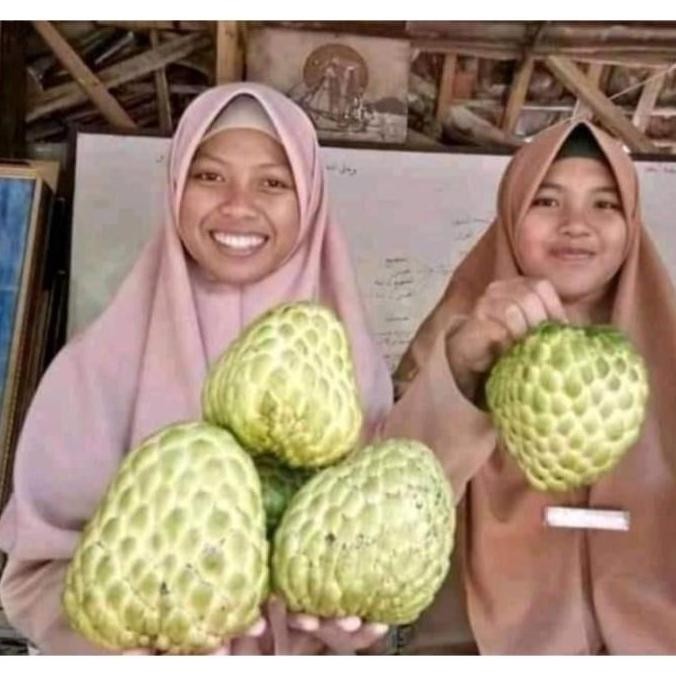Bibit tanaman bibit buah srikaya besar pohon buah srikaya