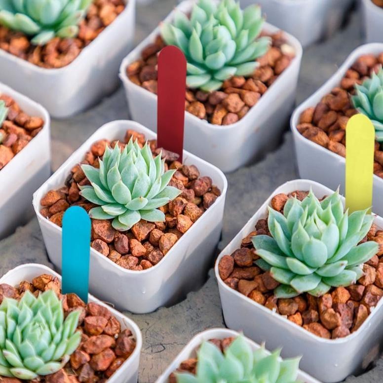 Promo Cod 100Pcs Label Tanaman Label Anggrek Name Tag Tanaman Papan Nama Tanaman Thick With Hole ><