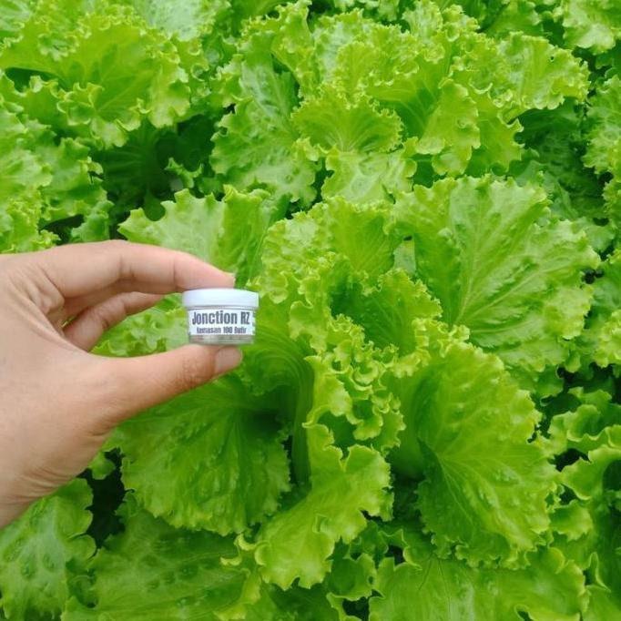 [Expert] Benih Selada RZ Jonction RZ Junction 100 Butir / Pills Bibit Selada RZ Flo Hidroponik