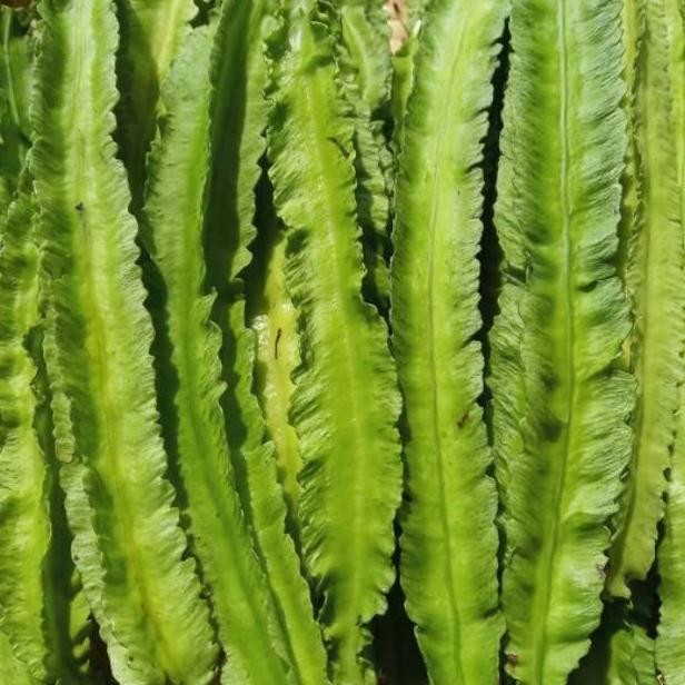 [Expert] 5 Biji - Benih Kecipir hijau FAIRUZ sayuran kaya gizi