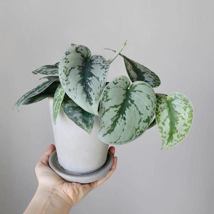 Original Tanaman Hias Scindapsus Pictus Silvery Ann Indoor Cantik + Pot Shopee
