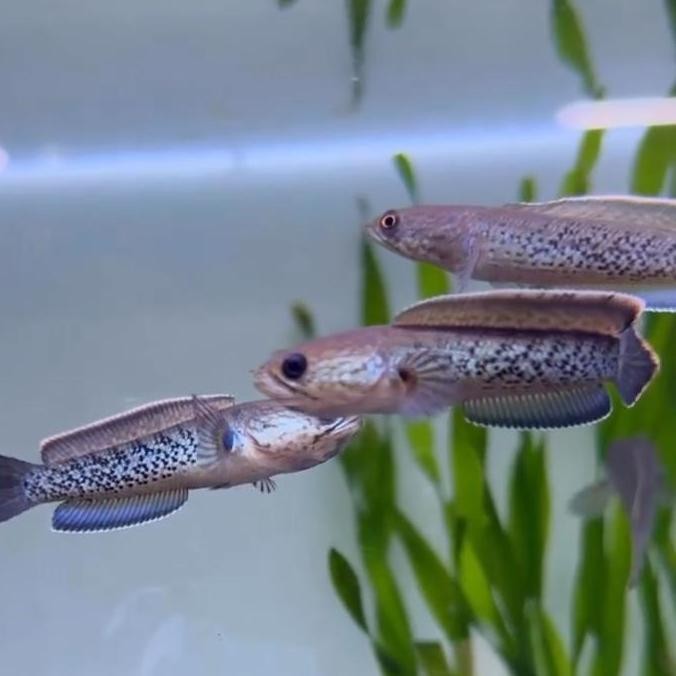 Stewarti Karbialong Baby Ikan Cana Ikan Channa Co