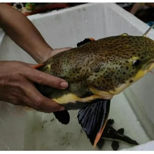 Ikan Rtc Big Size Xxl 20Cm Up - 40Cm Co