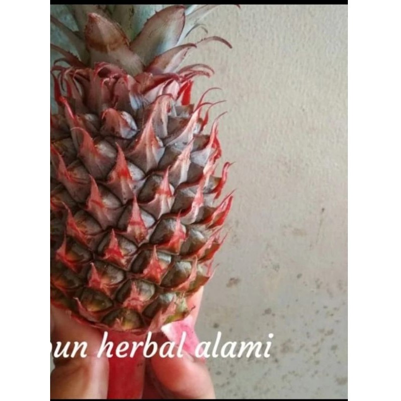 

[]COD[] __ nanas muda merah