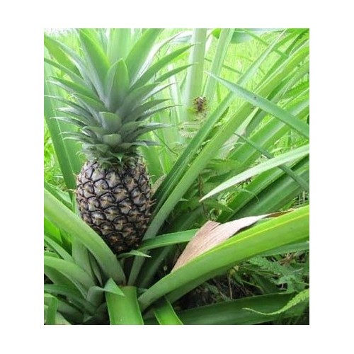 

[]COD[] __ BUAH NANAS MUDA