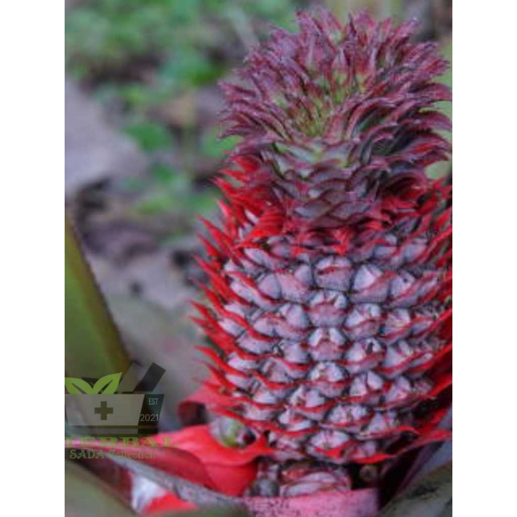 

[]COD[] __ Buah Nanas Merah Hutan Segar Per Buah Nanas Muda