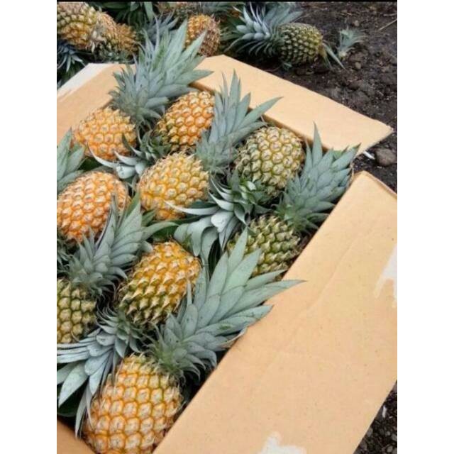 

[]COD[] __ Nanas Jawa per buah