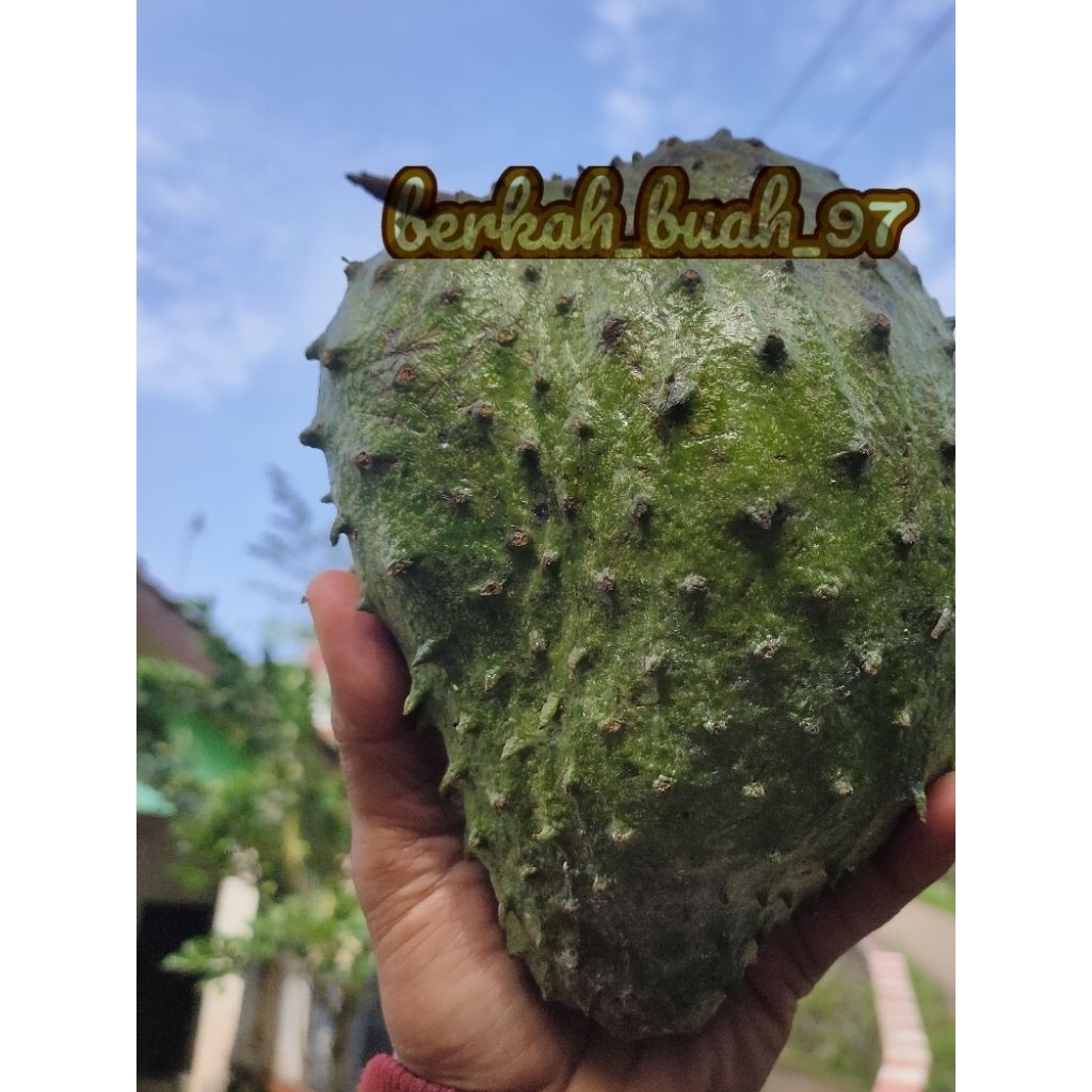 

{}_Bisa_COD[] sirsak lereng muria segar besar tua 1kg(mentah) isi 2-3