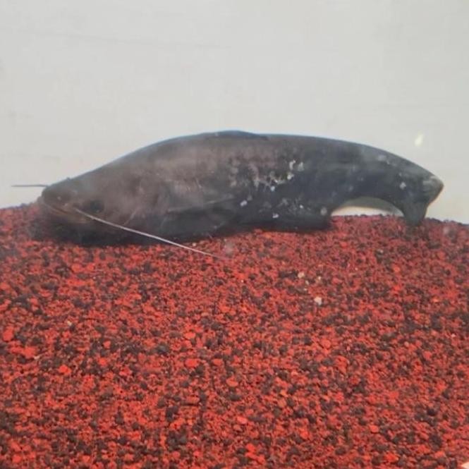 Ikan Predator Tapah Wallago Leeri Catfish Co