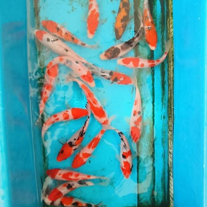 Paket Ikan Koi Hias Blitar 15-20 Cm Grade A Co