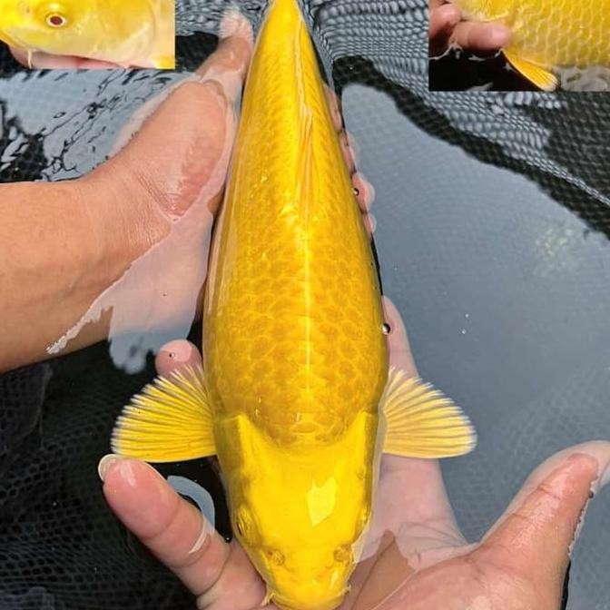 Ikan Koi Ogon Yamabuki 30 Cm Blitar Co