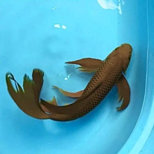 Koi Chagoi Slayer 27-30Cm Co