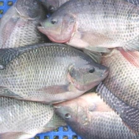 indukan nila paket 6 ekor