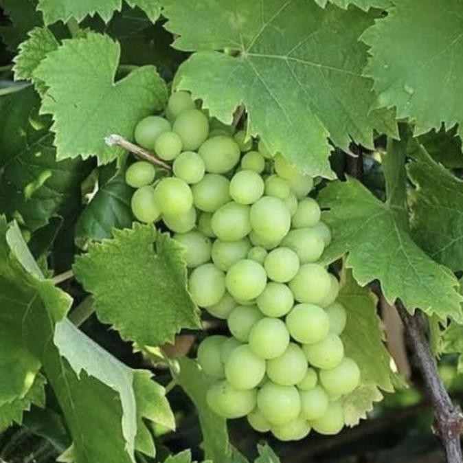 

bibit anggur hijau import