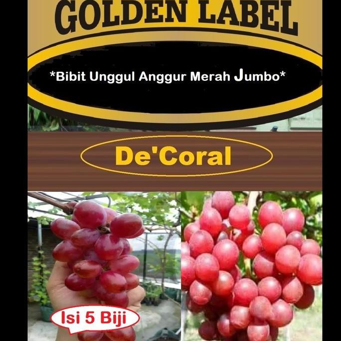 Bibit Unggul Anggur Merah Jumbo | Benih Anggur Merah Jumbo