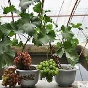 

bibit anggur jenis red master