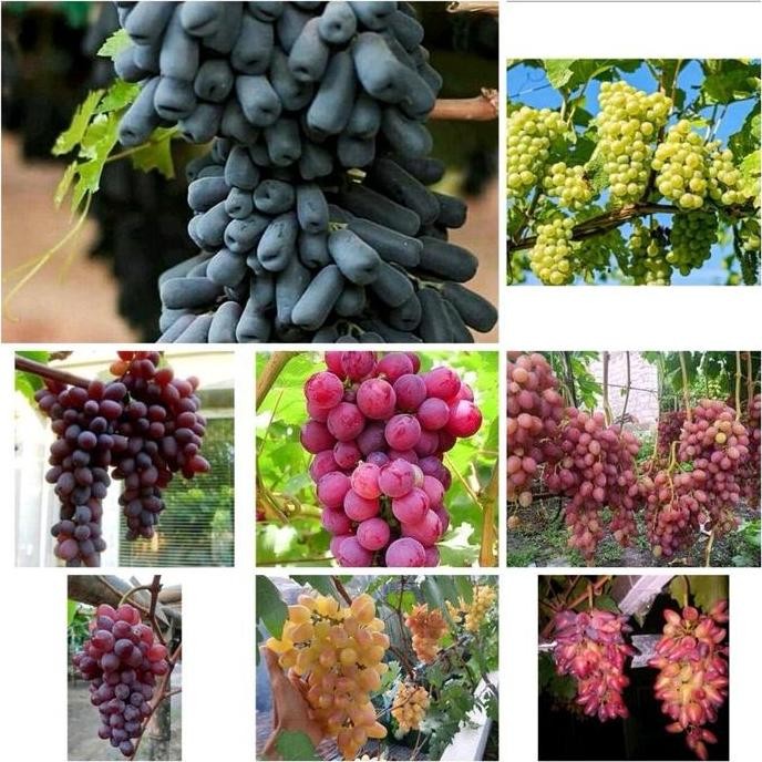 TANAMAN ANGGUR IMPORT STEK BATANG - POHON ANGGUR IMPORT - BIBIT ANGGUR TERBAIK