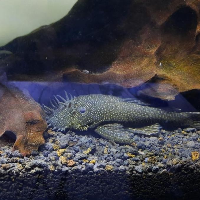 Ikan Hias Sapu Sapu Brushmouth Pembersih Lumut Kaca Aquarium Size Kcl