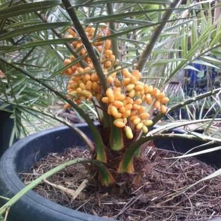 

Ready tanaman kurma ajwa pohon