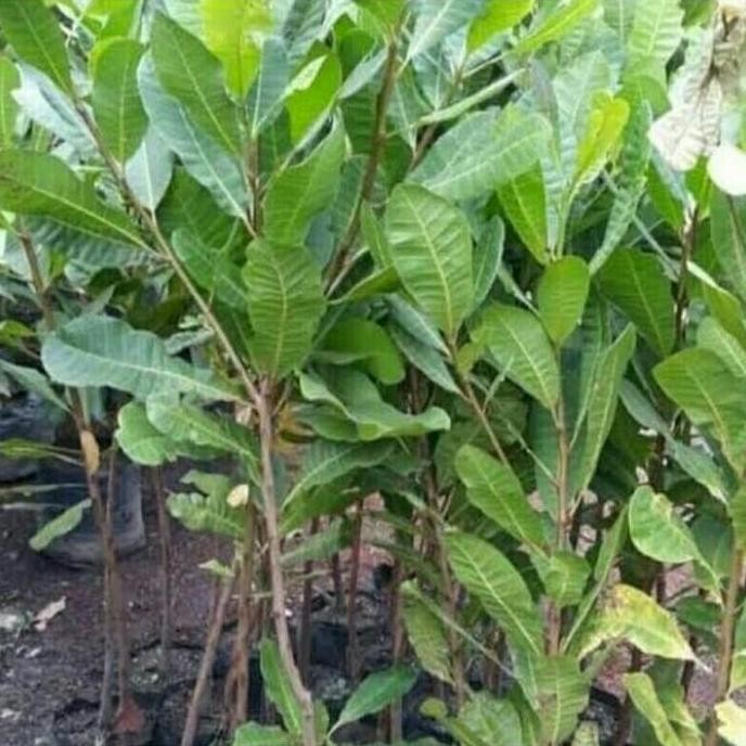 Ready Tanaman Pohon Jambu Mete okulasi cepat berbuah