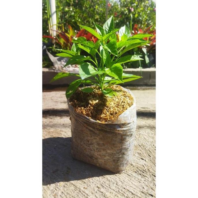 Ready Tanaman Bibit Cabe Rawit Domba dalam polybag