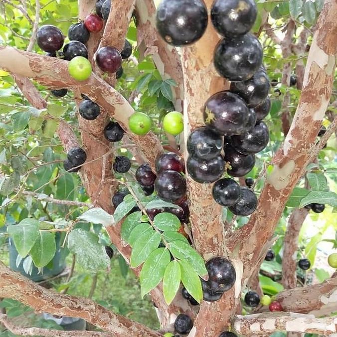 Ready Tanaman buah anggur brazil jaboticaba