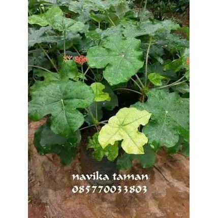 Ready Tanaman Jarak bali/botol jenis tanaman hias herbal