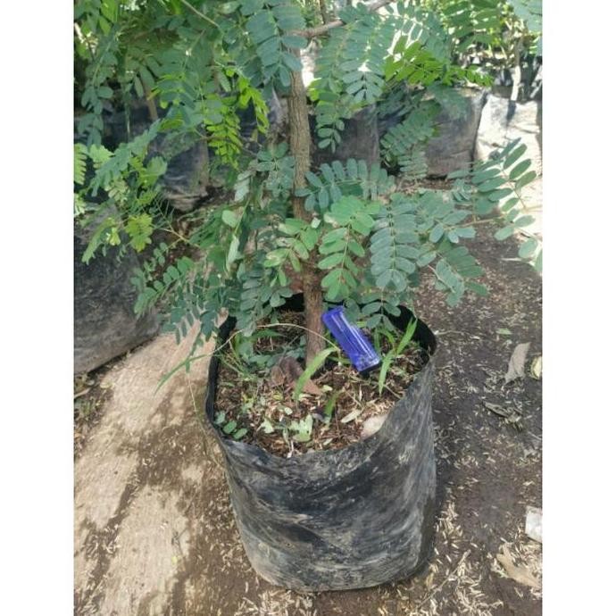 Ready Bahan Bonsai Asem Jawa Batang Besar - Pohon Asam