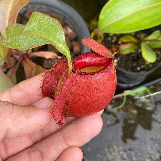 Ready kantong semar/nepenthes viking x ampullaria
