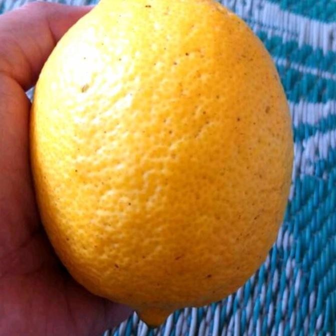 

Bibit jeruk lemon eureka / california cangkok pohon buah BISA COD