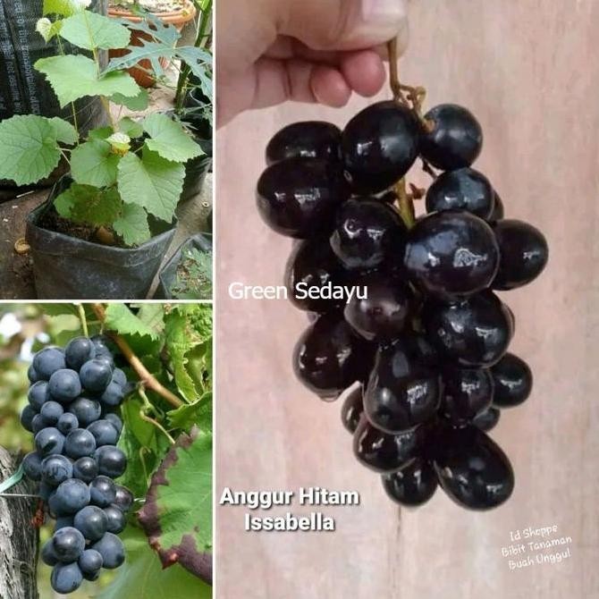 Bibit Pohon Buah Anggur Hitam Issabella Cepat Berbuah Siap Tanam BISA COD