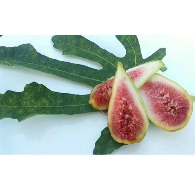 Bibit buah tin jenis EZIO fresh cangkok | fresh cangkok pohon tin BISA COD